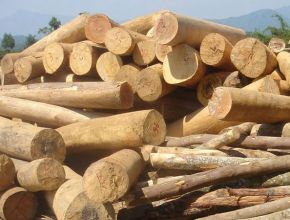 Cung cấp các loại gỗ